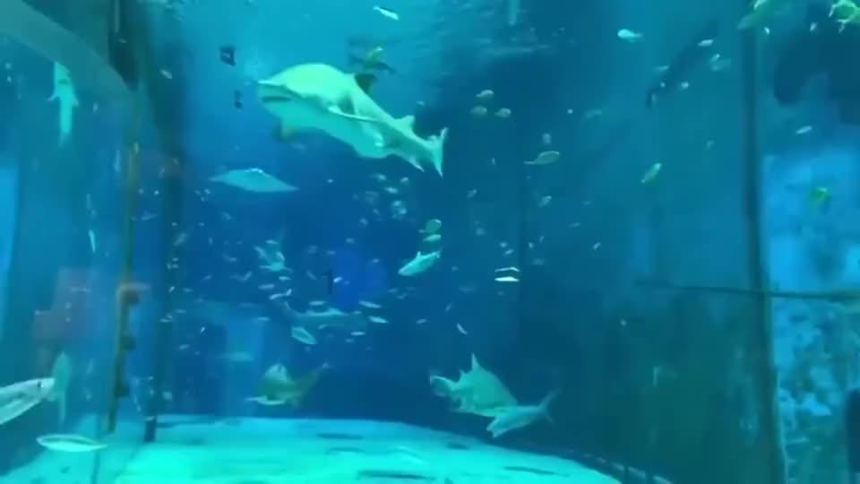 梦想的后院